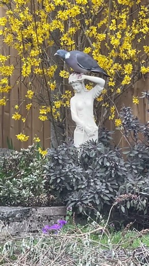 Look who’s there?👀#omg #wow #amazing #bird #trending #wildlife #pigeon #life #shorts #shortsfeed