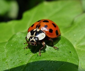 Harmonia axyridis - Alchetron, The Free Social Encyclopedia