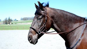 Tellington TTouch® Method Virtual Learning Center