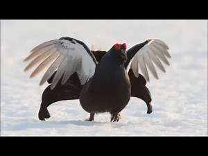 Black grouse