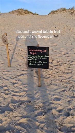 Explore the beach, dunes and woodland as you discover what wildlife comes out after the sun goes down at Studland 🦉 £3.50 per trail, runs 10am to 3pm daily until 2nd Nov. Collect your trail bag from Knoll Beach Visitor Reception. #NationalTrustStudlandBay #visitdorset #HalfTermActivities #AutumnWalks | National Trust Studland Bay