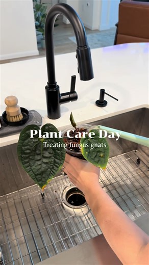 Effective Plant Care Tips for Pest Prevention