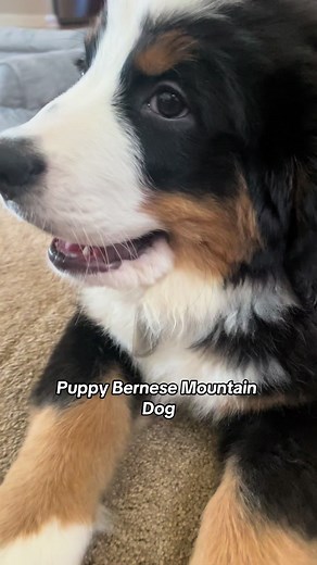 Baby Nash 🥹 #dogbark #cryingpuppysounds #baby #bernesemountaindog #bernerpuppy #nashtheberner #creatorsearchinsights