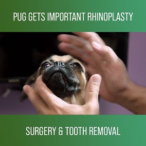6.9K views · 190 reactions | Dr. Lavigne performs a nose job on a pug to help ease its breathing problems. #TheVetLife Watch full episodes on discovery+: https://bit.ly/3HfHr6e | Love Animals | Facebook