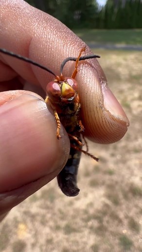 Exploring the Fascinating World of Wasps and Insects