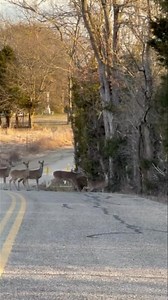 Holy cow, this is the entrance to the ranch, they are all just lined up to come in this morning, I guess they feel like it’s a safe space to be, Come on in, we love to have you! | Lone Star Dog Ranch & Dog Ranch Rescue