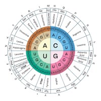 ¿Cuánto sabes sobre el código genético?