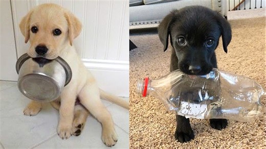 Baby Dogs - Cute and Funny Dog Videos Compilation