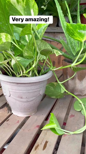 USEFUL ALOVERA FOR FERTILIZING PLANTS #luckyplants #pampaswerte #swerte #indoorplants #luckyplant#PlantTrends2024 #GreenThumb #IndoorJungle #UrbanGardening #PlantObsession #BotanicalLove #PlantLife #NatureLovers #LeafyGoodness #verticalgarden #halamananfestival #pothos #moneyplant #aroids #Plants #Garden #Gardening #halamanan #PinoyPlantito #Markofthejungleplants#cactus #succulents #houseplants #cartips #propagations #indoorplants #Plantito #Garden #goldenpothos #gardendecorationideas #gardentou