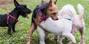 Dog Humping: Why It Happens & How to Stop It | Preventive Vet