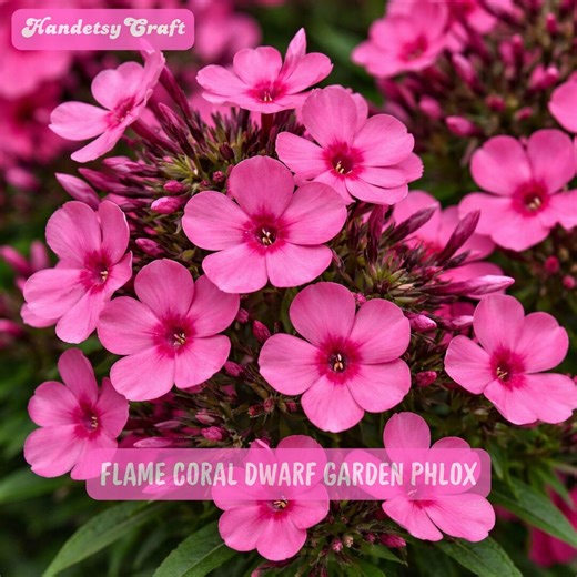 Flame Coral Dwarf Phlox Plant, Fragrant Summer Blooms, 3 Inch Pot - Etsy