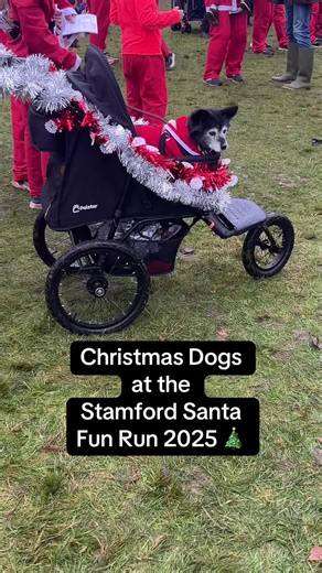 Christmas Dogs at Stamford Santa Fun Run 2025