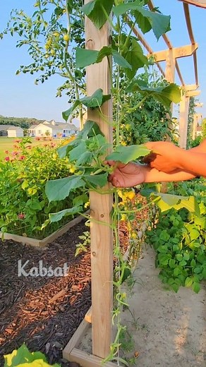 621K views · 2.2K reactions | More Gardening Tips: ✅️ Pruning Cucumber - can help them more productive and healthier. Here are some tips for pruning cucumber plants.. ➡️ Remove suckers ➡️ Thin out foliage ➡️ Remove lower leaves ➡️ Remove hidden leaves #pruning #gardeningtips #cucumber #veggie #veggiegarden #garden | Kabsat | Facebook