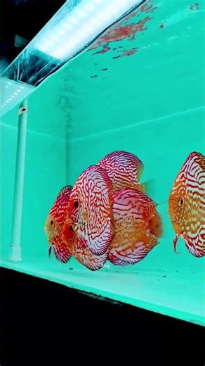 ✨ Fresh Arrivals at New Discus Fish Farm! ✨ #discusfarm #discusfish #mumbai #fish #aquarium #farm