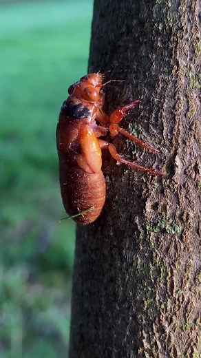 How to cook Cicadas! #cicadas #broodxcicada #broodx2021 #witchtok #kitchenwitch #pagan #foraging #bugs
