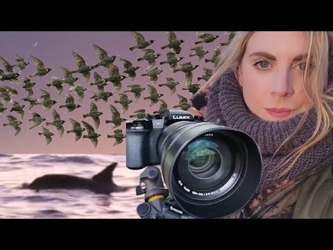 Autumn Magic in Wild Cornwall: Dolphins, Starlings & more