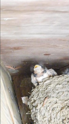 Tree swallows feeding their little ones....