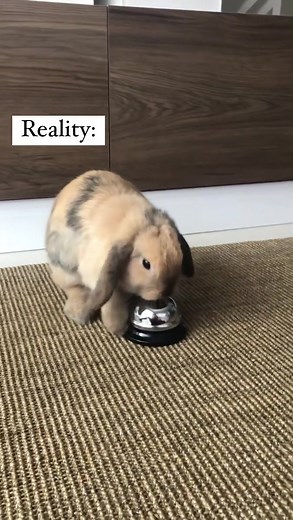 Mini Lop Bunny Reality vs Expectation | Funny Rabbit Videos