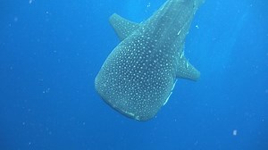 113K views · 439 reactions | Rule number one !!! "Wait and it will come to you" Sail Rock Divers and CORE sea | Ocean Reality Channel | Facebook