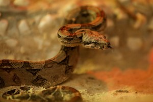 Kun attamitti ta’a? Boorana Keenyaa, Marsabeet keessaa gosti tokko bofa akka barbaadanitti abboomu. Yeroo barbaadanitti bofa bosona keessaa ykn boolla keessaa waamu. ‘Taa’I, ka’i, deemi, jechuun ajaju. Yoo fedhan ammoo hancufa itti tufanii ajjeesuus, kaasuus ni danda’u’. Bofti yoo mana nama seenes salphaatti qabanii baasu. ‘Nama bofti ciniinessa salphaatti fayyisu.’ Akka aadaatti namoonni kunneen Cirreessa jedhamu. Hawaasa keessatti akkamitti akka ilaalaman dabalatee hojii dhufaa darbaa kana akk