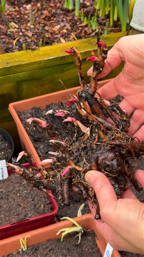 Tom Strowlger on Instagram: "Planting Peony Bare Roots Please do watch and listen along 👍 Please order Peony Bare Roots with my promo code TMTAWTOM12 for 12% off when you spend £20 or more at www.thompson-morgan.com @thompsonmorgan1855 Would you like a beautiful trough or pot for the garden? I’ve got a 5% discount promo code TOM5 for you at www.heritagepotcompany.co.uk @heritagepotcompany I’ve got a 10% discount promo code GWT10 for you at www.fieldcompost.co.uk @field_compost on Field No.23 Pr