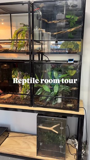CQTR room tour!!! 🐍 Follow: @cqtropicalreptiles 🪸 Follow: @bugsminireef #greentreepythonsofinstagram #snake #snakesofinstagram #instagood #wildlifephotography #wildlifeofinstagram #chondropythonviridis #Chondro #chondros #chondropython #python #pythons #morelia #moreliaviridis #moreliaazurea #moreliapulcher #greentreepython #greentreepythons #gtp | CQ Tropical Reptiles