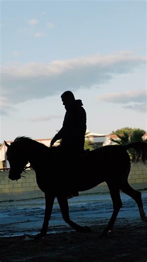 THE ELEGANCE of Al-Jaal: Arabian Horse Training 🐎✨#horsetraining