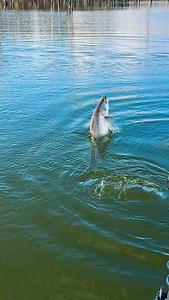 How goods a little Friday Barra shimmy 💃 #barramundi #mondybarra #australianfishing | Impoundment Barra Sport Fishing