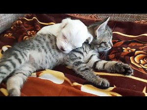 The kitten was surprised! Kittens know how to take care of puppy better than dog Cute 😊
