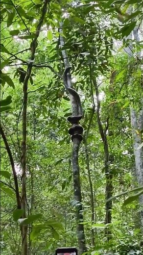 Did you know Pythons climb like this? 😳🐍
