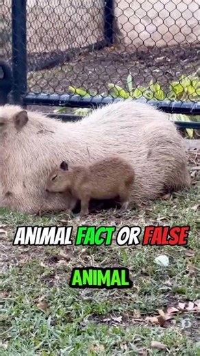 I Dare You To Answer These Animal Fact or False Questions