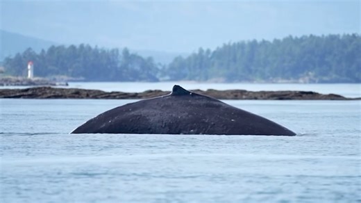 Big Mama returns to the Salish Sea (video)
