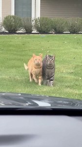 Cats' Hilarious Bird Chase! Watch these cats' intense focus turn into a playful chase! #fblifestyle #AI Generated using Kling AI . . . (For entertainment purposes only. Consult professionals if guidance on activities is presented. No brand affiliation is implied if any are shown. If inspired by true events, creative adaptations may be included. Content may include public footage.) | Fabiosa Fitness