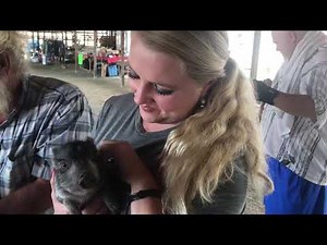 Cute Baby Pig Squealing 🐷
