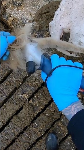 ✂️🐄 Cow Tail Trimming 101: Keeping Your Herd Healthy