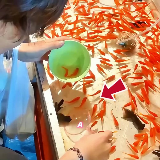 Is Spending $7 Million to Catch a Fish Worth It?