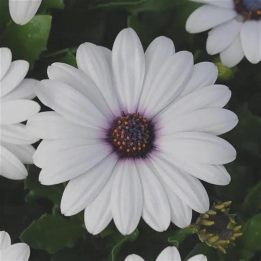White Cape Daisy Seeds | Daisy - Etsy