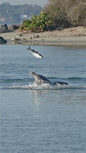 Dolphin Plays Friendly Game of Catch with Large Fish