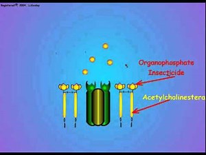 7. Acetylcholinesterase and Insecticide Inhibition
