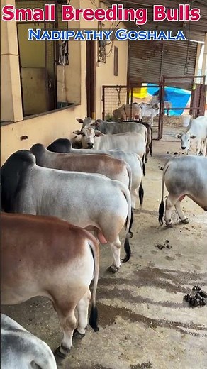 😱 Nidravarma is here | 1-2 Feet Bulls at Nadipathy Cattle 🐄 You Won't Believe Your Eyes!