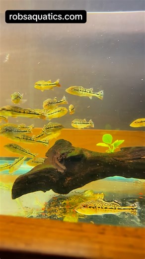 144 reactions · 3 comments |  The KING of Peacock Bass has landed! ...