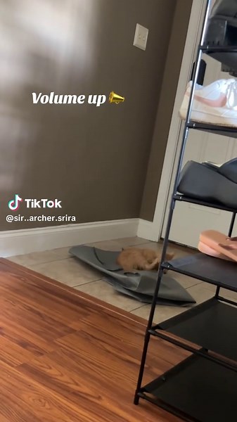 Not his day with the brain cell 😌 #CatsOfTikTok #sirarcher #kitten #orangecat #gingercat #hunting #silly #fyp #funny #play #twisty #growingup