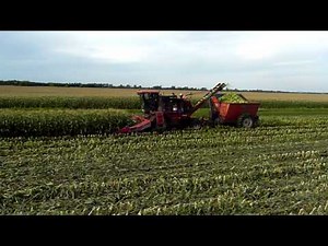 Byron 8400 Dump chief sweet corn
