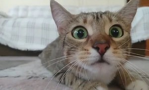 20 of the Most Adorable Cat Fail Videos