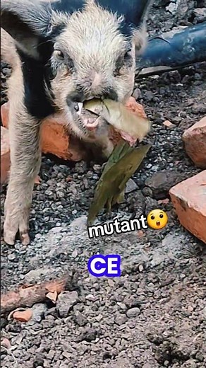 Mutant pig with genetic malformation😲 #malformation #mutant #pig #animals #nature #fy #lifestyle