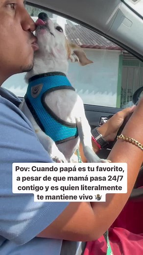 Es que el papi es el papi ✨😍 #perrostiktokers #perrosgraciosos #dogdad