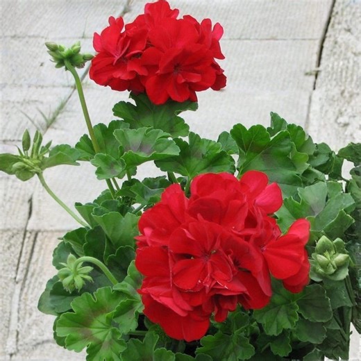 25 Calliope Dark Red Geranium Seeds – Pelargonium Flower for Garden Planting, Deep Red - Etsy