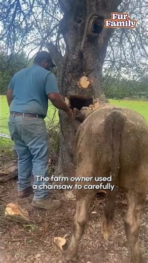 Farmer Rescues Cow With It's Head Stuck In a Tree | Hero Of The Week