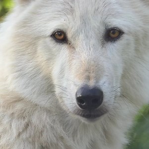 44K views · 10K reactions | Wolves are intelligent. Wolves are strong. Wolves are compassionate. Be like a wolf  | Wolf Conservation Center | Facebook