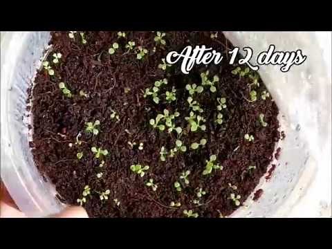 How To Germinate Petunia Seeds ? | Whimsy Crafter